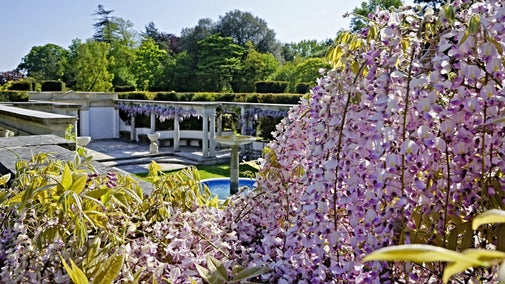 The wisteria blossoming in the sunshine of the Pompeiian Garden at Dyffryn Gardens, Vale of Glamorgan
